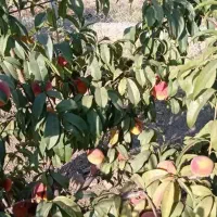 باغ ویلا|فروش زمین و ملک کلنگی|تویسرکان, |دیوار