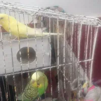 مرغ عشق|پرنده|تایباد, |دیوار