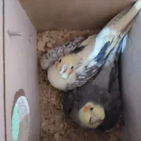 عروس هلندی خانگی در عجبشیر|پرنده|عجب شیر, |دیوار