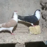 کفتر