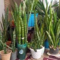 گل خانگی|گل و گیاه طبیعی|معصومیه, |دیوار