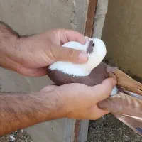 مخمل سرخ نر|پرنده|شیراز, پودنک|دیوار