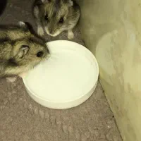 همستر کمپل (مینیاتوری)