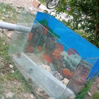 اکواریوم شیشه خم