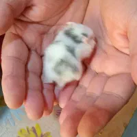 همستر 15روزه