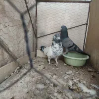 نر ماده آس ساعت بالا ب تضمین پرش جوجه