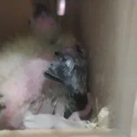 عروس هلندی|پرنده|سوسنگرد, |دیوار