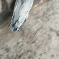 سار سیاه قلدر ورزیده هوایی.زاغ دم سفید ماده هوایی