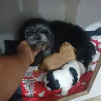 سگ شیتزو سوپر فلت