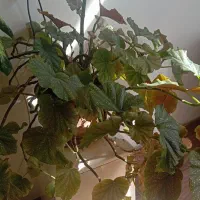 گل عروس خالدار با گلدان