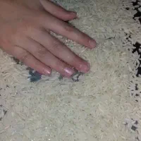 برنج طارم هاشمی اصیل با عطر وطعم بینظیر کشت خودم|خوردنی و آشامیدنی|نکا, |دیوار