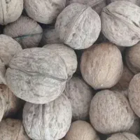 گردو|خوردنی و آشامیدنی|لردگان, |دیوار