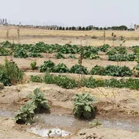 زمین باغ ویلایی سند ۶ دانگ تک برگ با درختان ۲ ساله|فروش زمین و ملک کلنگی|اصفهان, خاتون‌آباد|دیوار