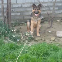 سگ نگهبان|سگ|ساری, |دیوار