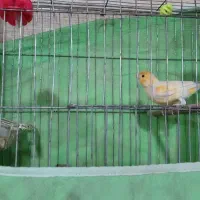 سهره قناری|پرنده|خمینیشهر, |دیوار