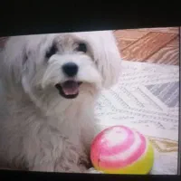 شیتزو تریر سفید