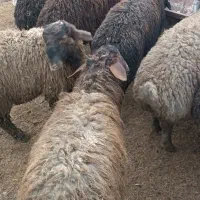 ۹ تا بره ۳۵ تا ۴۵ کیلو