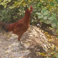 خروس لاری|حیوانات مزرعه|بافت, |دیوار