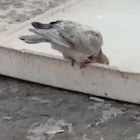 کفتر گرفتنی غریب گیری