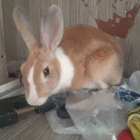 خرگوش ماده بسیار ارام|موش و خرگوش|گرمسار, |دیوار