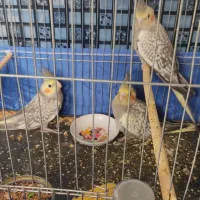 عروس هلندی