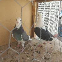 شازده سبز|پرنده|ساوه, |دیوار