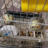 یک جفت عروس هلندی نر و ماده نر حرف میزنه