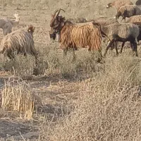 نربز|حیوانات مزرعه|بوئین زهرا, |دیوار