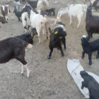 بز فروشی|حیوانات مزرعه|دهدشت, |دیوار