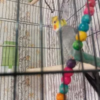 عروس‌هلندی|پرنده|نیمروز, |دیوار