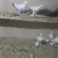 تعدادی کبوتر الوان وسفید