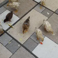 جوجه