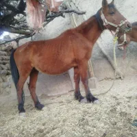 مادیون وقاطر|اسب و تجهیزات اسبسواری|لردگان, |دیوار