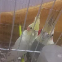 جفت عروس هلندی