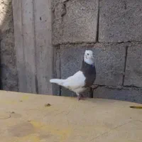 فروش فوری طوقی