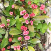 گل و گیاه مرجان گلدار فضای سبز|گل و گیاه طبیعی|تهران, هفده شهریور|دیوار