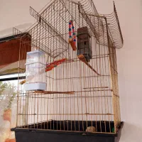قفس پرنده کاملن سالم
