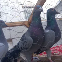 گرفتنی کاشمر|پرنده|کاشمر, |دیوار