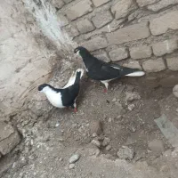 کبوتر ساده