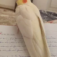 عروس هلندی ماده