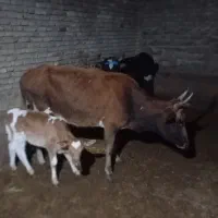 گاومحلی ترسه شکم دوم