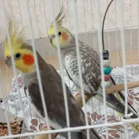 طوطی عروس جفت