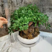 گل بونسای|گل و گیاه طبیعی|اصفهان, تیران|دیوار