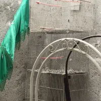 قفس و لونه