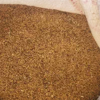 بذر یونجه . محلی دلگان و چاهشور