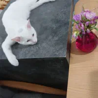 واگذاری گربه|گربه|شاهینشهر, خانه کارگر|دیوار