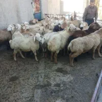 گوسفند زنده بره چاق صحرایی