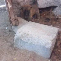 واگذاری توله نر|سگ|سراب, |دیوار