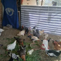 خروس محلی اصیل مرغ لاری نژاد افغان|حیوانات مزرعه|محمدشهر, محمدشهر|دیوار