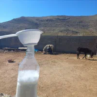 شیر الاغ|خوردنی و آشامیدنی|شیراز, شهرک سعدی|دیوار